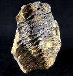 Flexicalymene ouzregi (DESTOMBES 1966) - Bild © FossNet FossilienStore